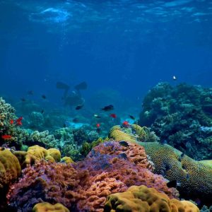 manfaat utama terumbu karang