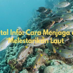 cara menjaga dan melestarikan laut