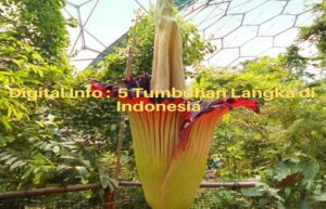 5 tumbuhan langka di indonesia
