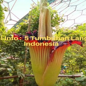 5 tumbuhan langka di indonesia