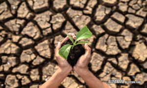 dampak iklim terhadap sektor agrikultur