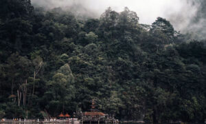 Peran Hutan